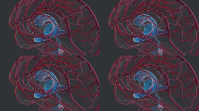 丘脑中枢神经系统 人体器官蓝色大脑动脉