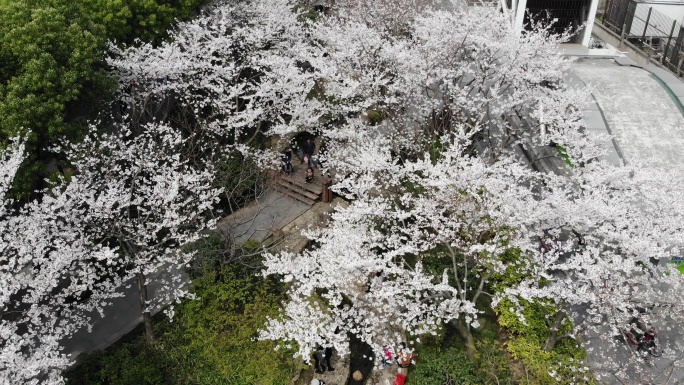 4K原素材-航拍上海春天，陆家嘴樱花季