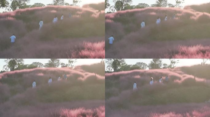 台州温岭植物园粉黛乱子草航拍
