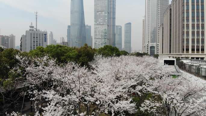 4K原素材-航拍上海春天，陆家嘴樱花季