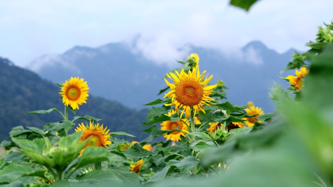 花朵向日葵野花花海