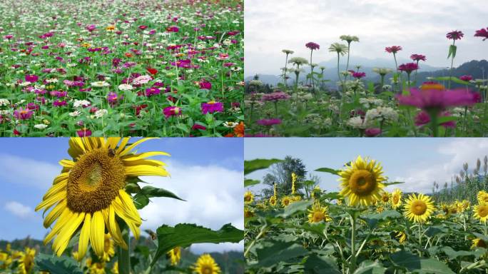 花朵向日葵野花花海