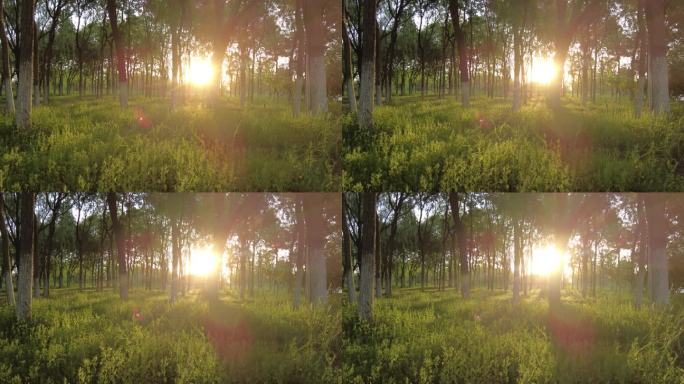 树林光影变化光影延时自然风景公园时间流逝
