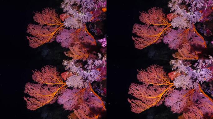 珊瑚礁海底世界。夜晚的一片珊瑚。