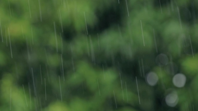 雨，树，天气，森林，自然，

雨，多重曝光，暴雨，循环元素