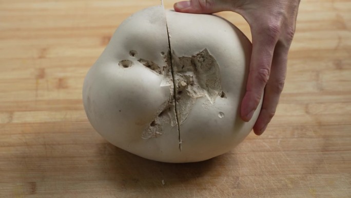 将刚收获的巨茶蘑菇切成两半，俗称巨泡球