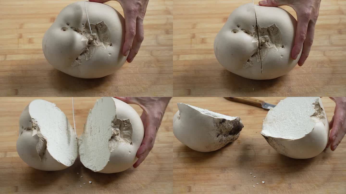 将刚收获的巨茶蘑菇切成两半，俗称巨泡球