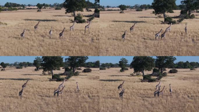 天线。一群长颈鹿站在奥卡万戈三角洲的草原上