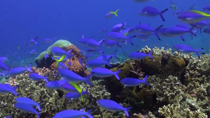 宁静宁静的珊瑚礁与学校色彩鲜艳的鱼在巴厘岛。