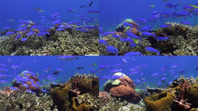 宁静宁静的珊瑚礁与学校色彩鲜艳的鱼在巴厘岛。