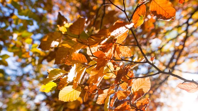 秋天从树上掉下来的叶子