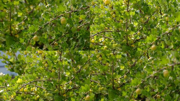 一串串成熟的绿色醋栗挂在灌木丛上。健康食品理念。在花园里种植植物和浆果。醋栗的浆果作为营养与维生素的