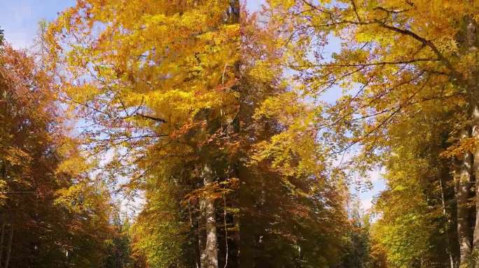 在阳光明媚的日子里驾车穿过色彩缤纷的秋林