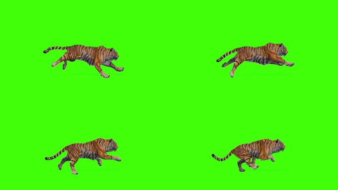 一只苏门答腊虎在绿色屏幕上奔跑的4k无缝循环动画