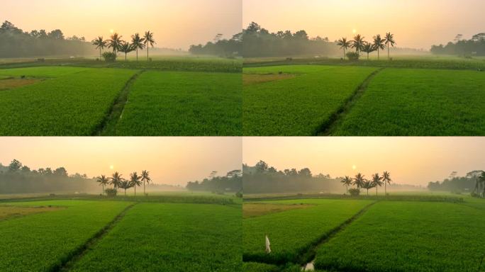 空中无人机拍摄的印尼中爪哇稻田上空雾蒙蒙的日出画面。