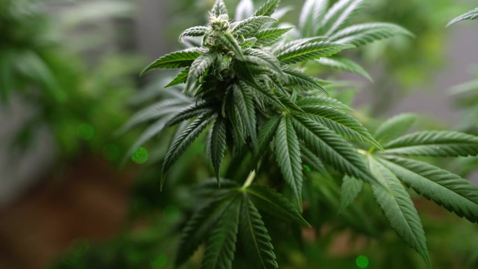 种植大麻用于生产医用大麻