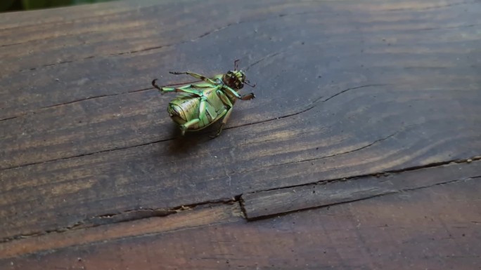 绿甲虫翻了个身