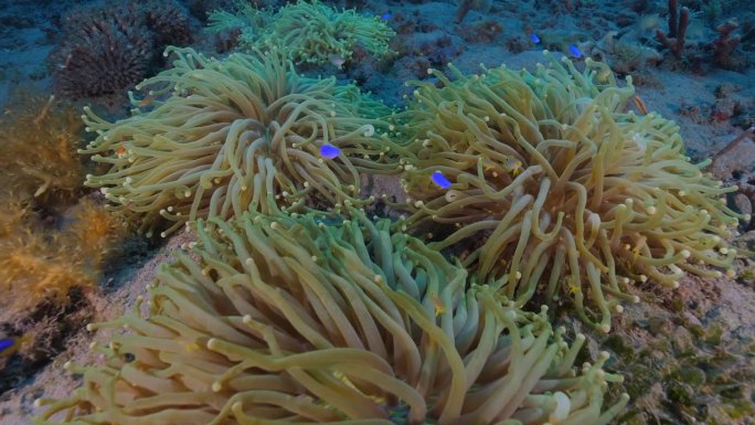 水下的珊瑚礁。