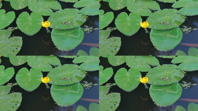 黄莲，黄色的睡莲，白兰地酒瓶，或Spadderdock花在绿叶之间的湖水上。水生植物，被称为黄芩、黄