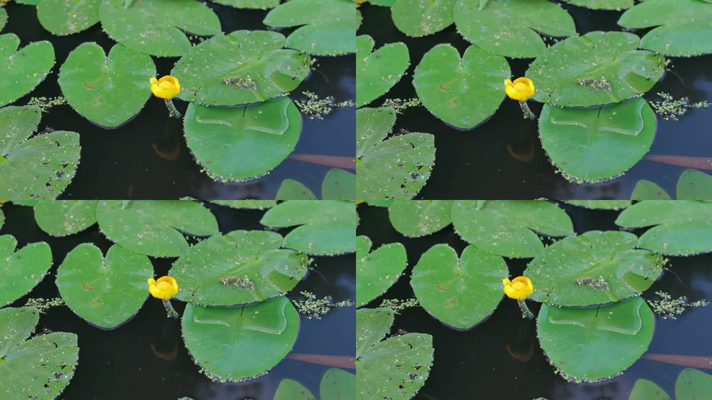 黄莲，黄色的睡莲，白兰地酒瓶，或Spadderdock花在绿叶之间的湖水上。水生植物，被称为黄芩、黄
