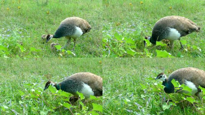 孔雀一家带着小鸡在草地上散步