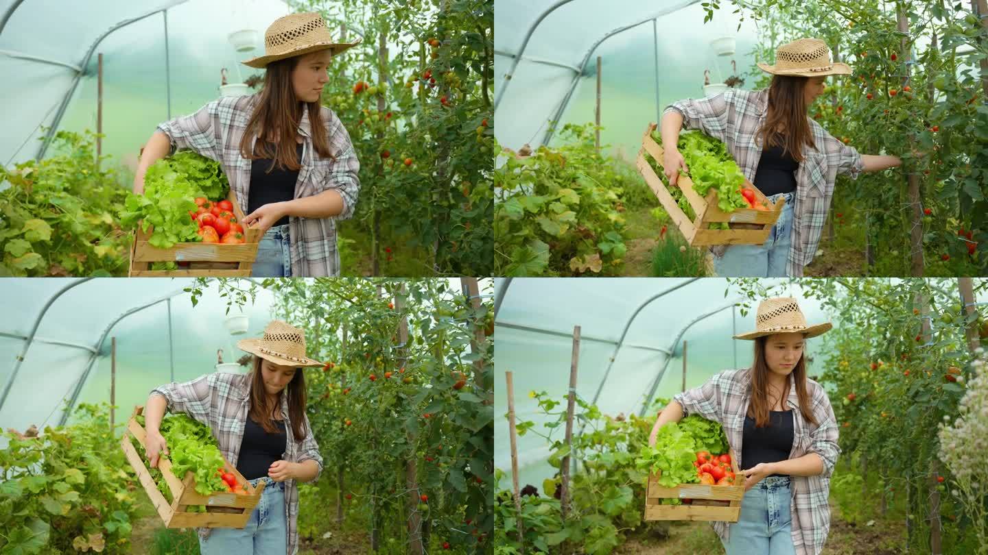 美女农民在收获期间在温室的板条箱里收获新鲜蔬菜