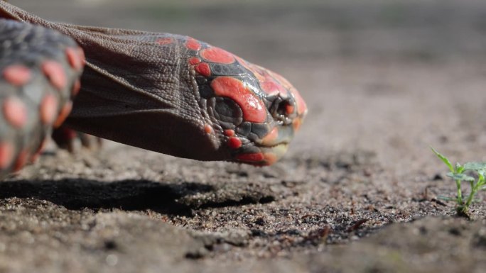 乌龟在沙地上行走