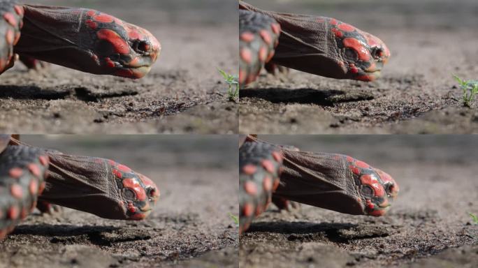 乌龟在沙地上行走