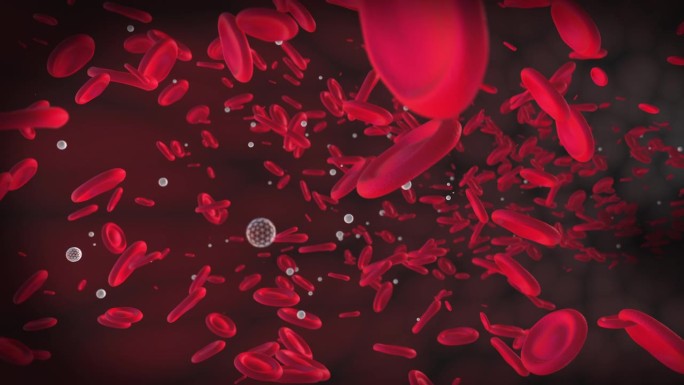 血浆中的红细胞缓慢而随机地移动。血液中的白细胞和红细胞。血液的3D渲染可视化，动画。