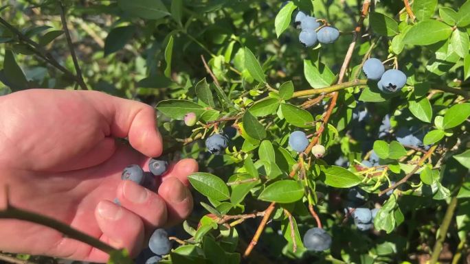 晴天里手摘蓝莓的特写。夏日里，花园里生长着新鲜成熟的有机蓝莓。收获前的蓝莓。