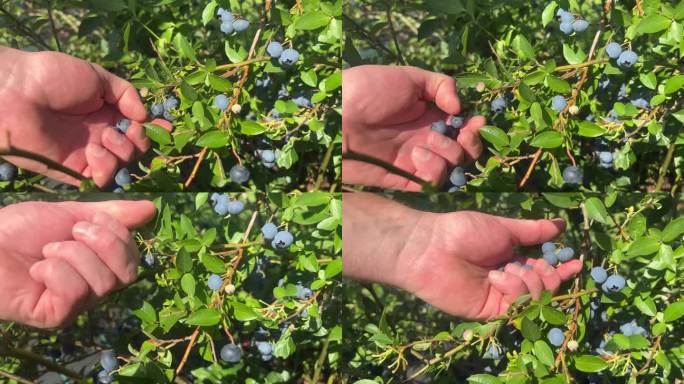 晴天里手摘蓝莓的特写。夏日里，花园里生长着新鲜成熟的有机蓝莓。收获前的蓝莓。