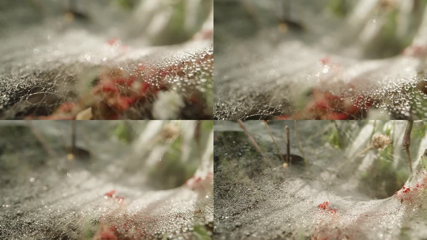草地上的蜘蛛网带着阳光和水滴，宏观。