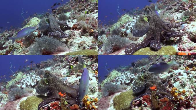 章鱼在五颜六色的珊瑚礁和鱼在巴厘岛的水下海洋。