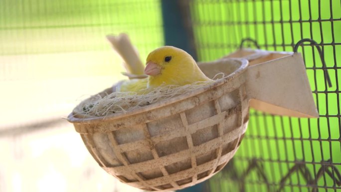 金丝雀在巢里喂笼子里的小鸟