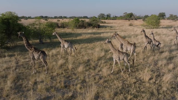 航拍特写侧视图。一群长颈鹿走过奥卡万戈三角洲的草原