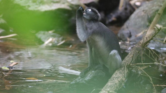 动物:成年黑叶猴(Trachypithecus obscurus)也被称为眼镜叶猴或眼镜叶猴。