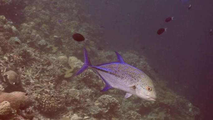 在西巴丹岛，蓝鳍金枪鱼(Caranx melampygus)在落客区附近巡逻。