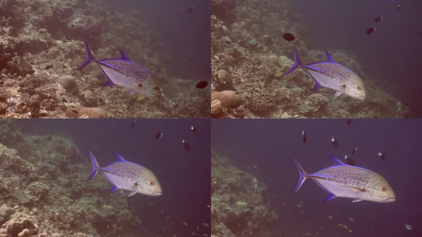 在西巴丹岛，蓝鳍金枪鱼(Caranx melampygus)在落客区附近巡逻。