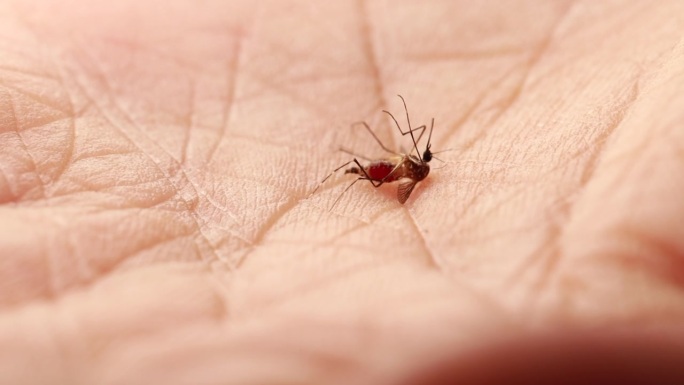 一只蚊子在手掌上挣扎的特写镜头。