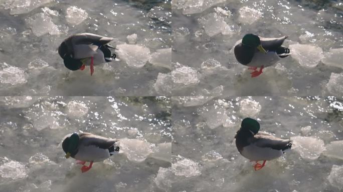 绿头鸭(Anas platyrhynchos)在加拿大冰面上梳理羽毛。-慢动作