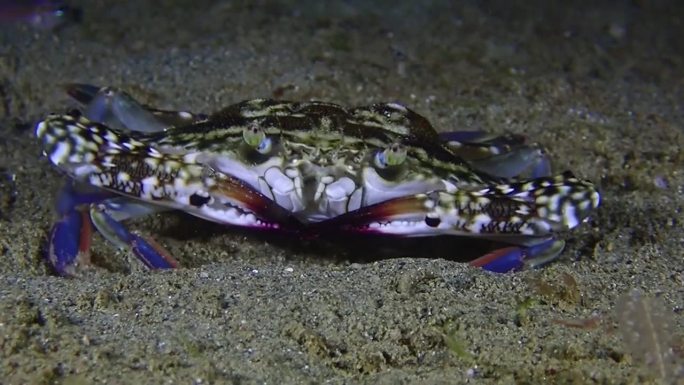 螃蟹的特写。螃蟹在海底的沙滩上活动。