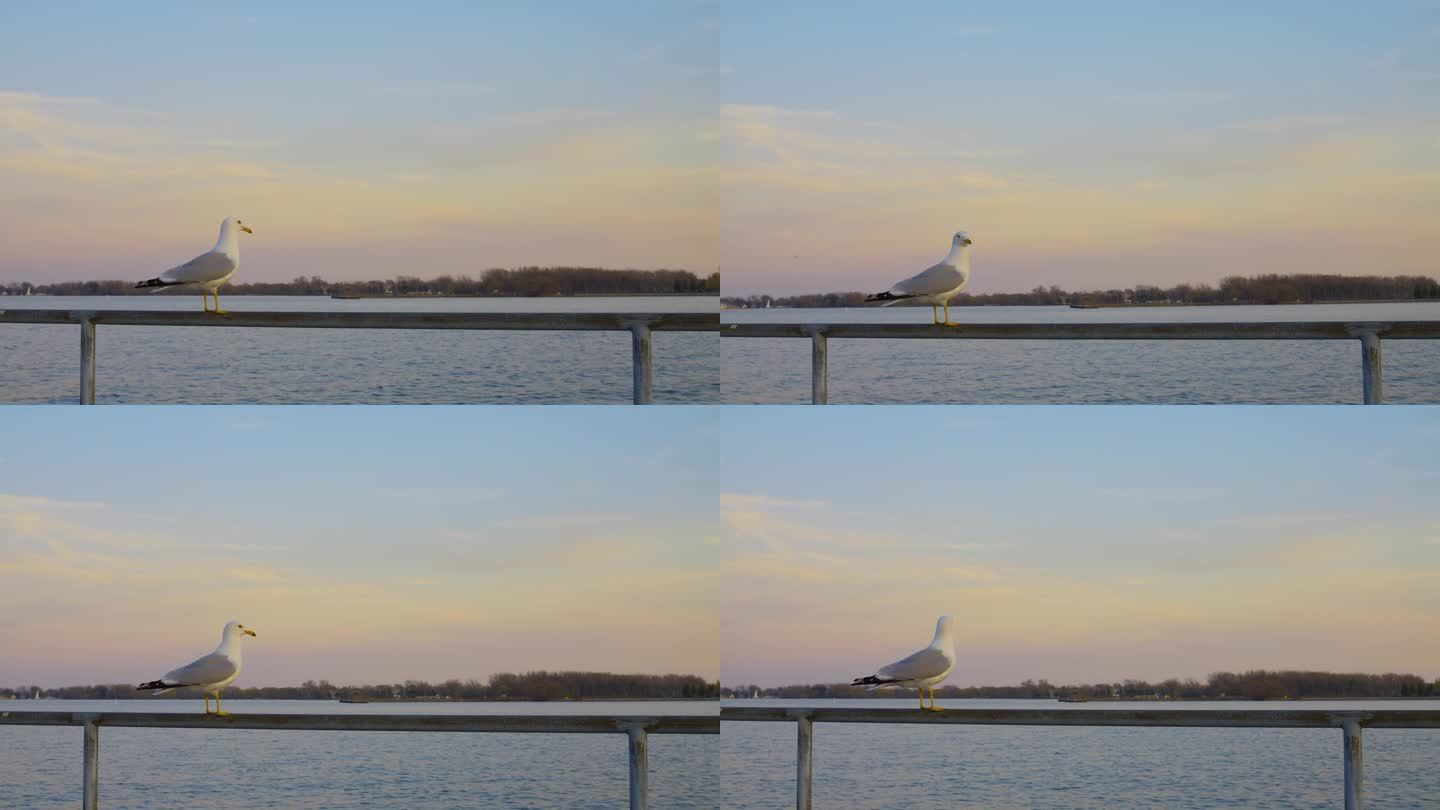 日落时站在铁栏杆上的白海鸥特写。黄金时刻的堤坝与海鸥的电影视频。软焦点的水禽鸟-海鸥。休闲概念。
