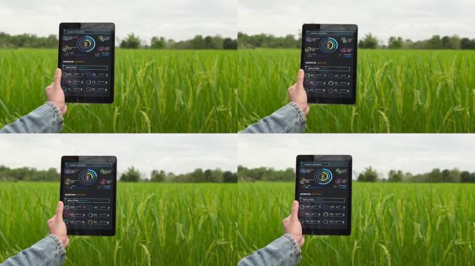 农民在水稻农场使用数字平板电脑，绿色水稻有机智能农场通过科技控制和可视化图形显示。