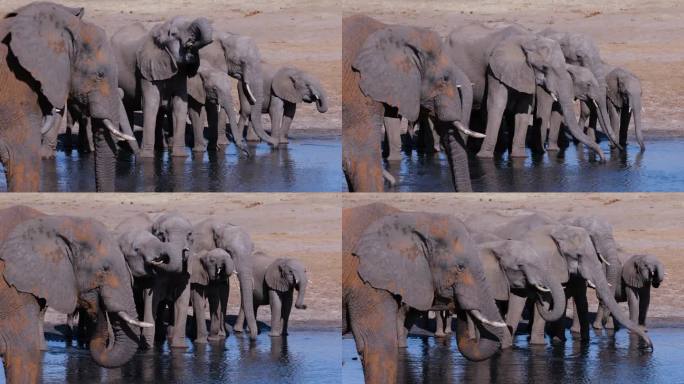 特写镜头。一群正在繁殖的大象在水坑边饮水