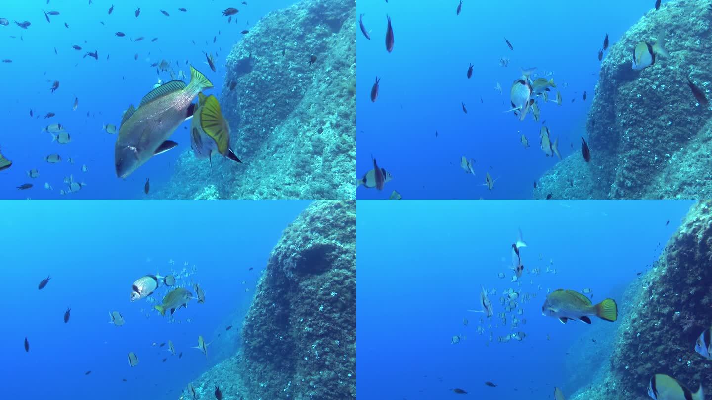 地中海珊瑚鱼-在马略卡岛潜水