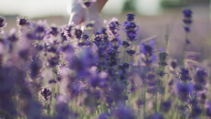 一个女人走在薰衣草地里，抚摸着那些花。