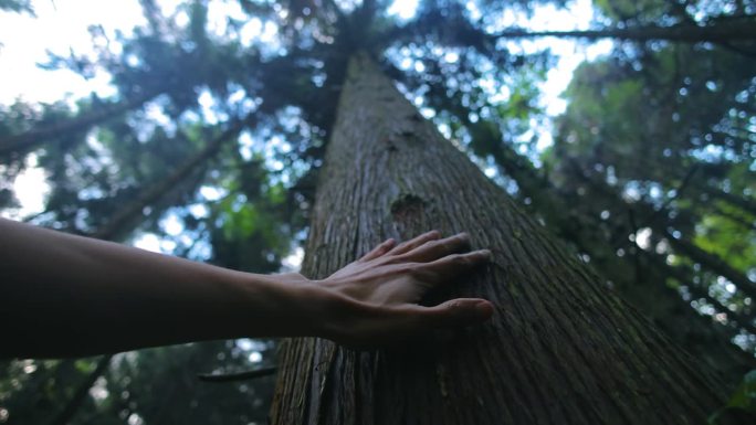 一个人的手摸着森林里的树干