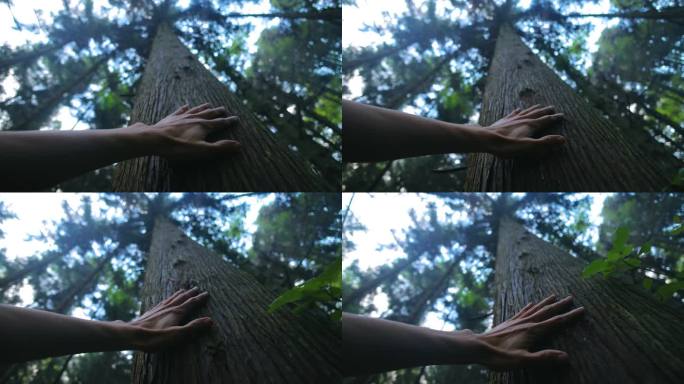 一个人的手摸着森林里的树干