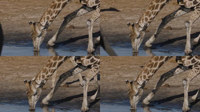 特写侧视图。长颈鹿伸开双腿在水坑边喝水，而红嘴牛椋鸟则从它的耳朵里清除蜱虫