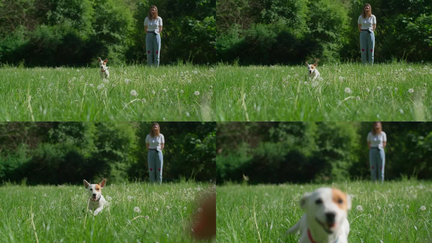 在公园里，一只可爱的杰克罗素梗犬跑向镜头，慢动作，4k 120p Prores